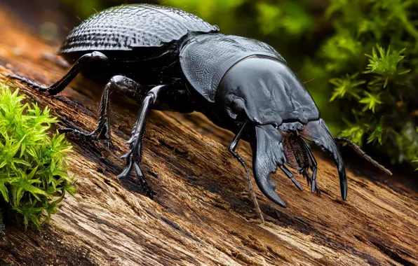 Leaves, macro, tree, black, beetle, large, horns, bark