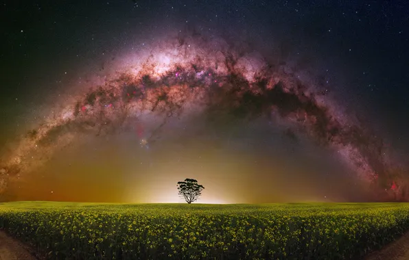 Field, the sky, space, stars, light, flowers, night, tree