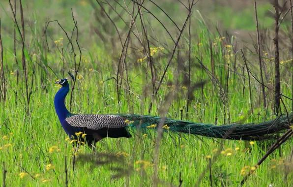 Greens, grass, the sun, nature, bird, feathers, tail, peacock