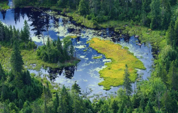 Forest, summer, the sun, light, landscape, nature, glare, river