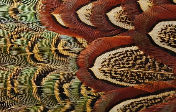 Bird, feathers, color