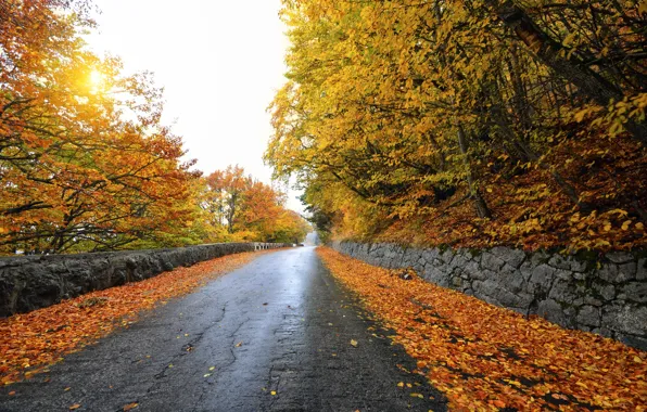 Road, autumn, the sky, trees, landscape, foliage