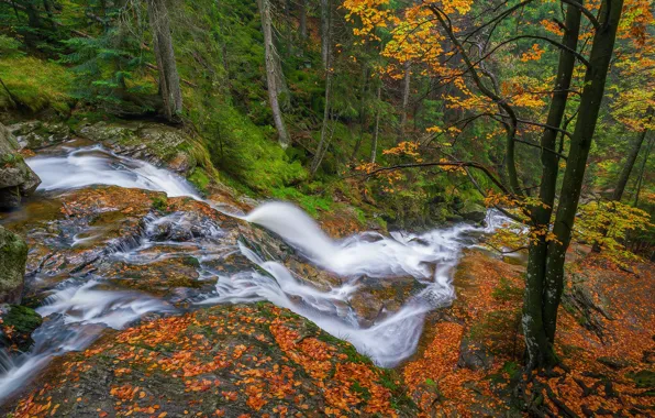 Autumn, forest, trees, waterfall, Germany, Bayern, cascade, Germany