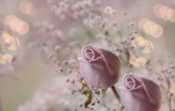 Rose, petals, Bud