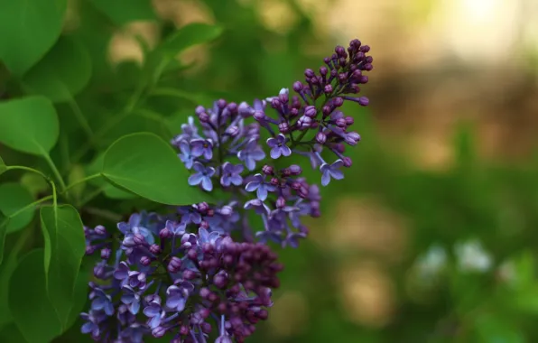 Picture leaves, background, spring, lilac