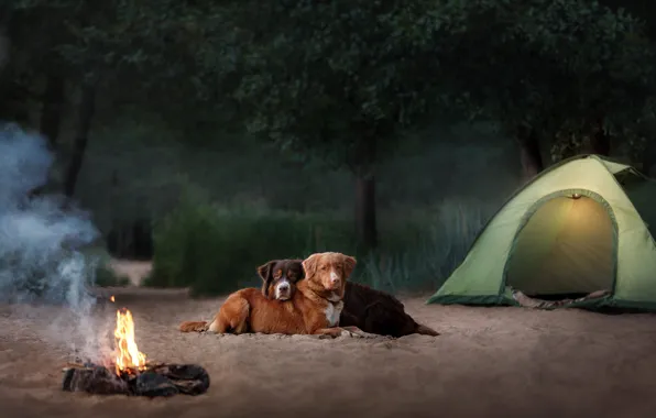 Sand, forest, dogs, grass, look, nature, pose, fire