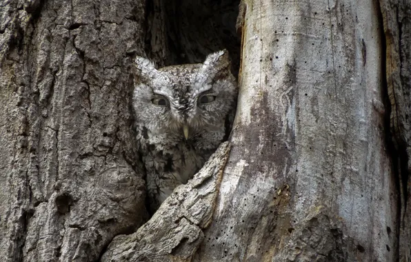 Tree, owl, the hollow