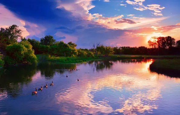 Summer, reflection, trees, sunset, lake, duck, USA, July