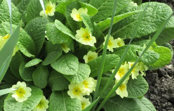 April, primrose, spring 2018, mamala ©
