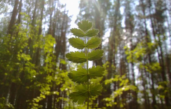 Forest, the sun, trees, Macro, Sheet, Nature, Summer, Green