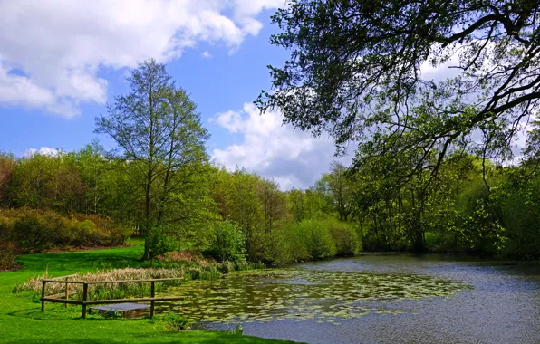 Greens, grass, clouds, trees, branches, pond, the reeds, England