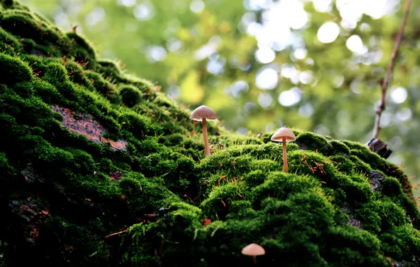 Picture nature, mushrooms, moss, green