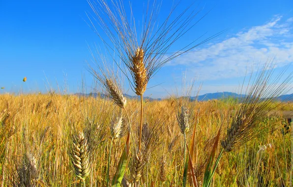 Field, the sky, mountains, nature, ear