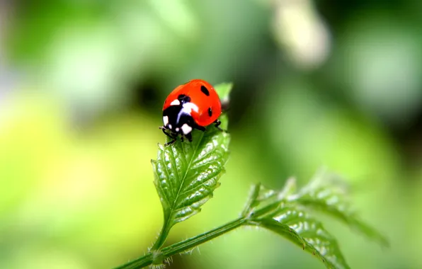 Picture leaves, plant, ladybug, beetle, insect