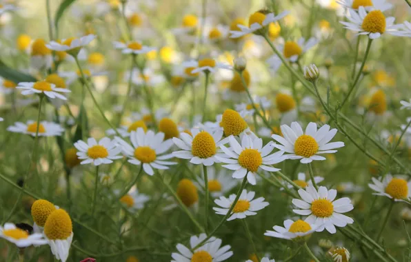 Summer, chamomile, meadow