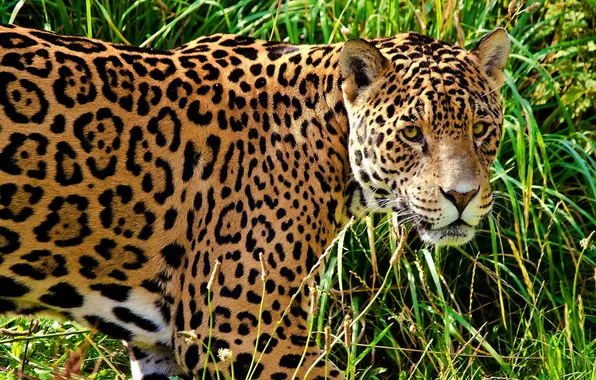 Grass, face, predator, spot, Jaguar, profile, looks, big cat