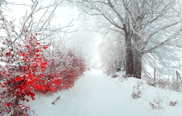 Winter, leaves, snow, nature, fog, tree, morning, beautiful