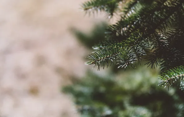 Picture needles, tree, tree, green, bokeh