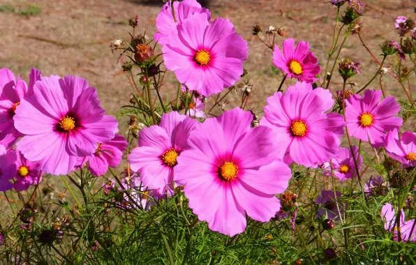 Picture nature, pink, field, flowers, kosmeya