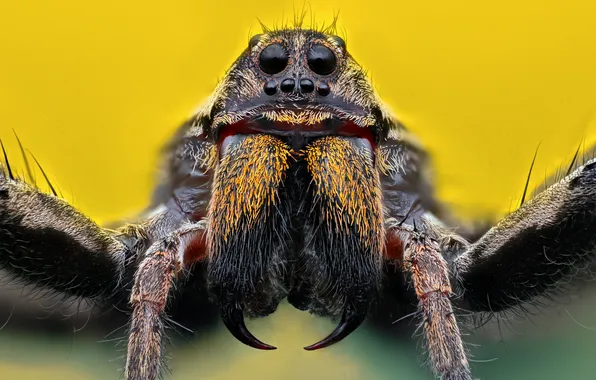 Picture yellow, eyes, spider, insect, bokeh, Ganev Tsvetan, macro photography of insects