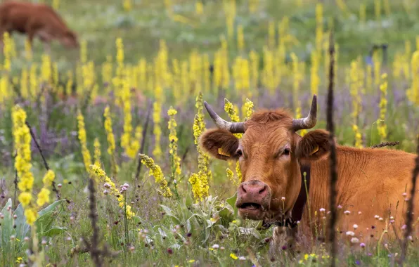 Field, summer, grass, face, flowers, cow, yellow, cows