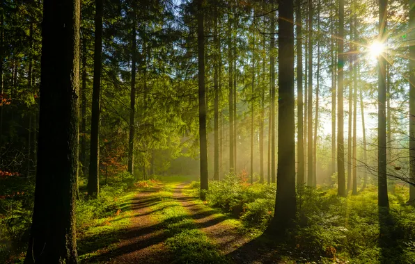 Picture trees, greens, forest