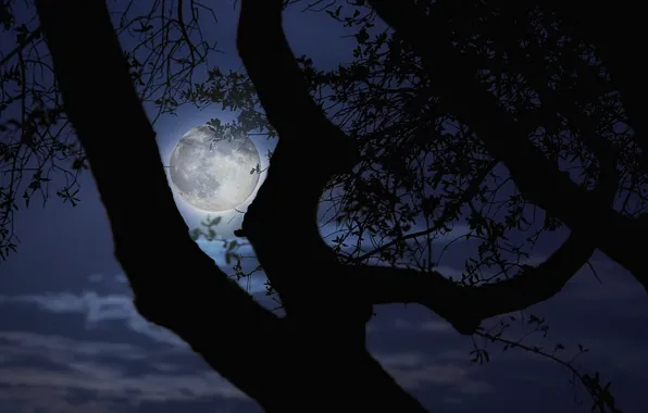 Picture night, branches, tree, the moon