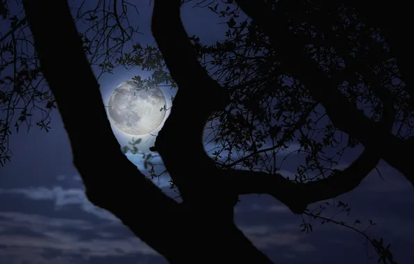 Trees, night, branches, the moon