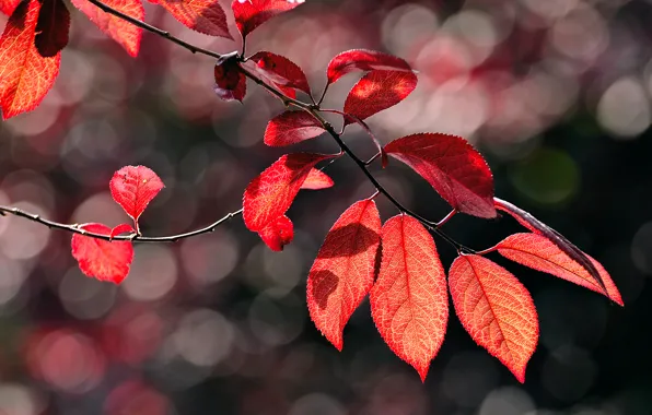 Picture autumn, macro, glare, foliage, branch, red