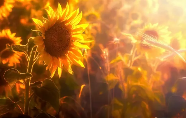 Summer, sunflowers, nature