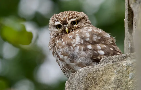 Owl, bird, bokeh, owl