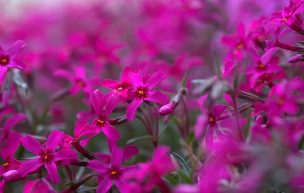 Bright, pink, Phlox