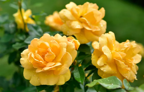 Flowers, yellow, background, roses, garden, buds