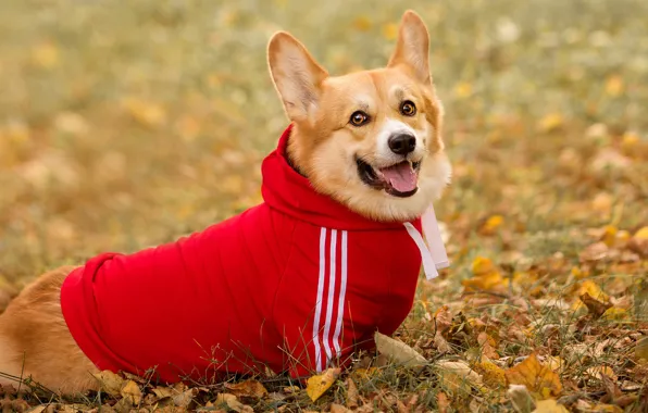 Autumn, language, look, leaves, strips, foliage, dog, hood