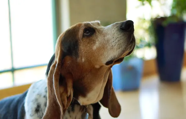 Look, each, dog, Basset Hound