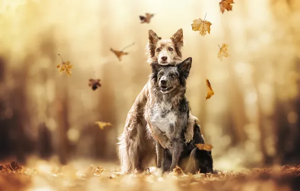Autumn, dogs, friends