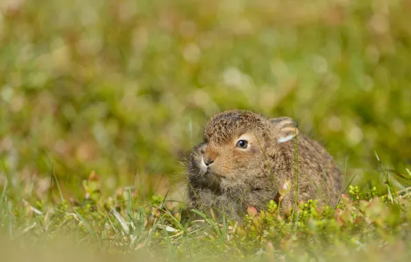 Grass, look, nature, grey, glade, hare, rabbit, muzzle