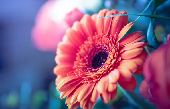 Flower, leaves, macro, light, orange, blur, petals, red