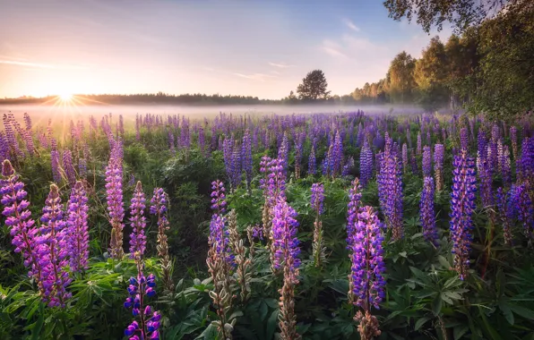 Picture the sun, trees, flowers, fog, morning, lupins