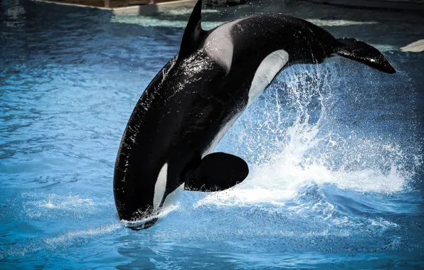 Water, squirt, whale