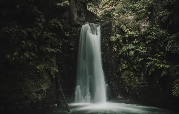 Greens, water, branches, thickets, vegetation, waterfall, gorge, damp