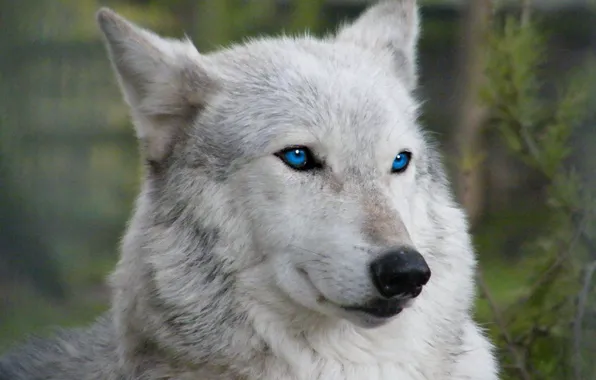 Picture blue eyes, face, wolf, wildlife, head, fur, mammal, whiskers