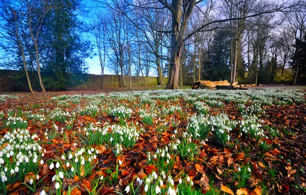 Picture trees, flowers, glade, spring, snowdrops