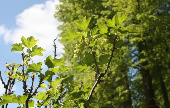 Picture the sky, leaves, berries, currants