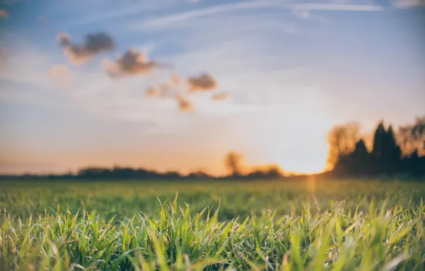 The sky, grass, clouds, sunset, green