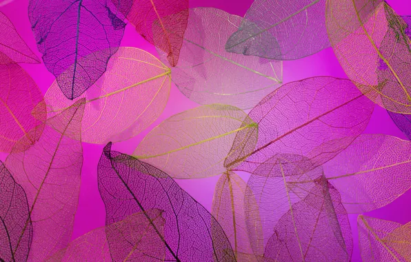 Picture leaves, background, colorful, abstract, texture, background, autumn, leaves