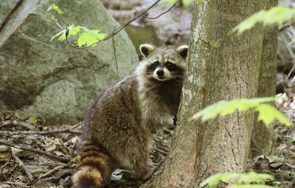 Forest, leaves, trees, branches, raccoon, stand