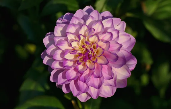 Macro, flowers, the dark background, petals, lilac, dahlias