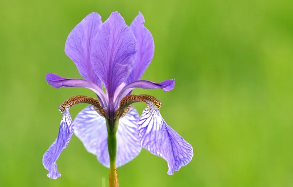 Macro, petals, iris