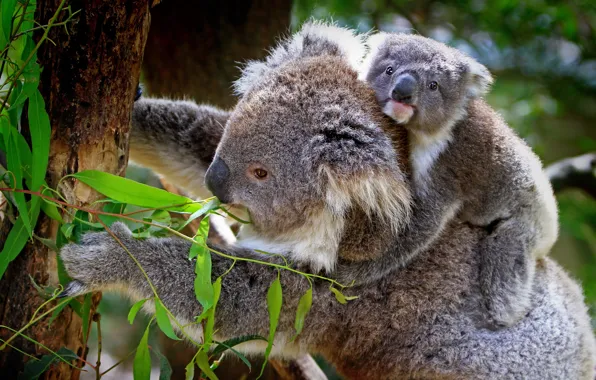 Look, leaves, pose, tree, paws, baby, trunk, face